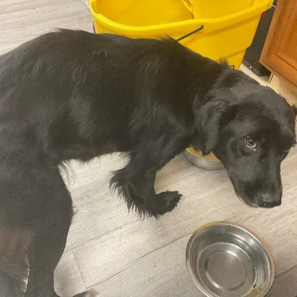 An adult medium-sized female Black Labrador Retriever dog named Kova for adoption in East Smithfield , PA