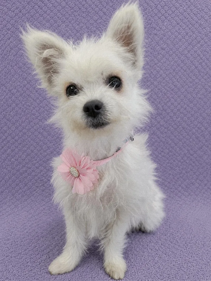 A young small-sized female White / Cream Chihuahua dog named JuJu for adoption in Lodi, CA