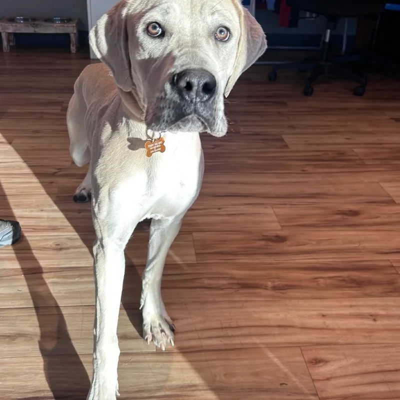A young large-sized female White / Cream Great Dane dog named Carrie for adoption in Bend, OR
