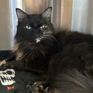 An adult medium-sized female Tortoiseshell Domestic Long Hair cat named Buttercup for adoption in Knoxville, TN
