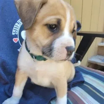 A baby small-sized male Mixed Breed dog named Wiley for adoption in Allyn, WA