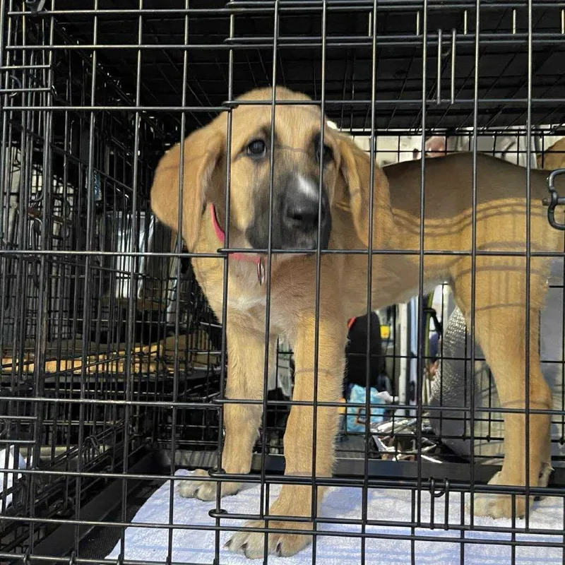 A baby medium-sized female Black Mouth Cur dog named Lucy for adoption in Wadena, MN