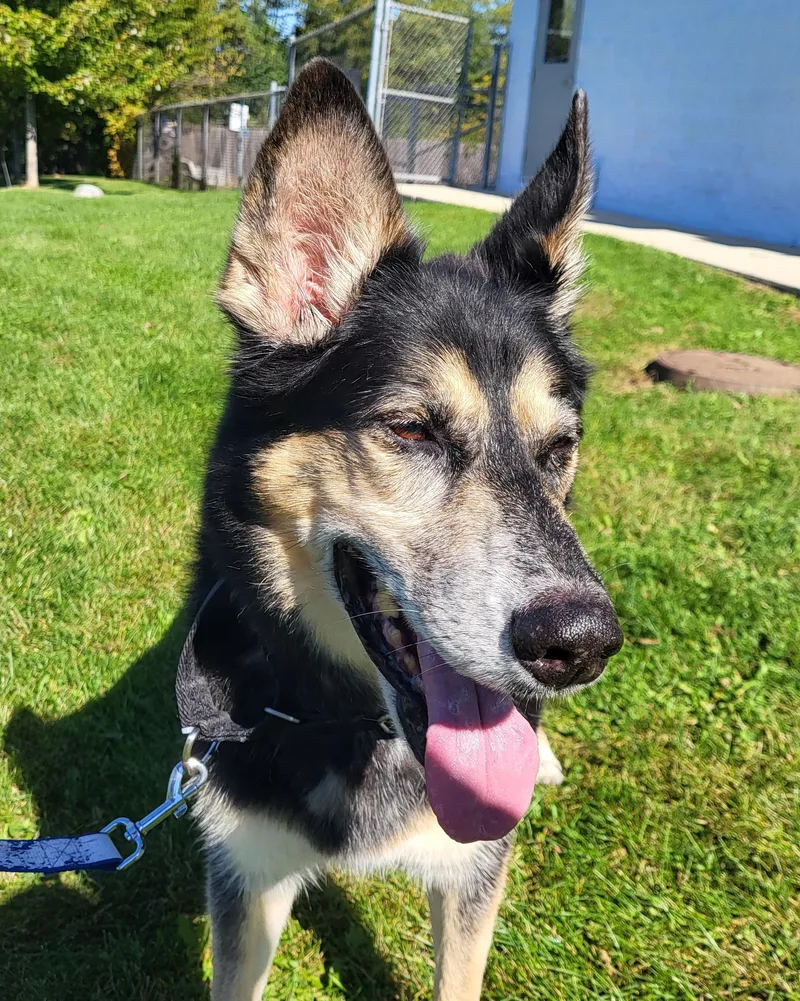 A senior large-sized male German Shepherd Dog dog named Sargent for adoption in Grayslake, IL