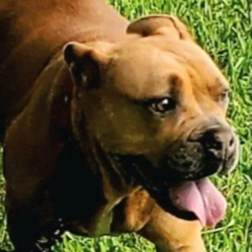 An adult medium-sized female Pit Bull Terrier dog named Cheddar for adoption in Tampa, FL