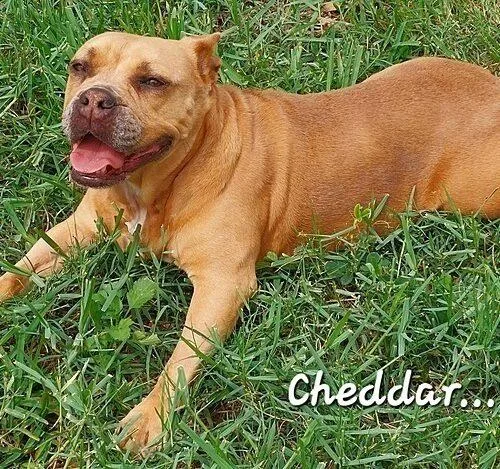 Cheddar thumbnail 2