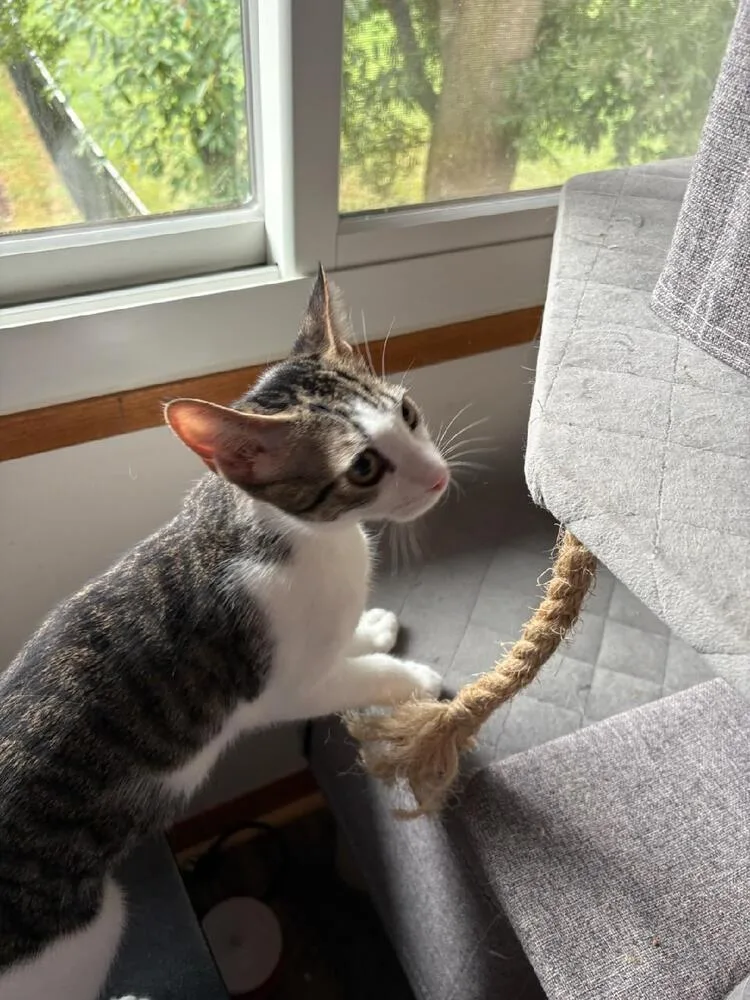 A baby small-sized male Domestic Short Hair cat named Chip for adoption in Mooresville, NC
