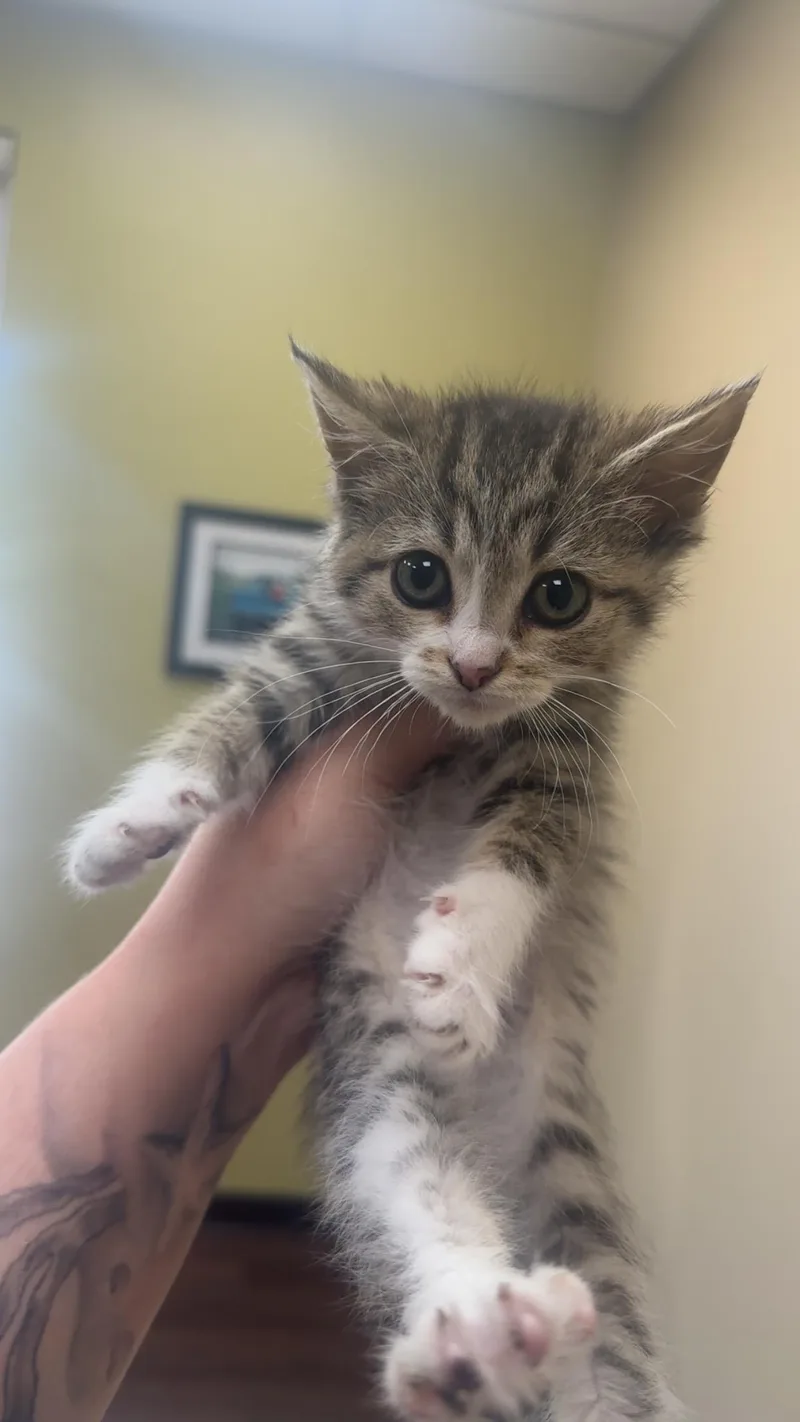 A baby small-sized female Tabby (Buff / Tan / Fawn) Domestic Short Hair cat named Amethyst for adoption in Fishers, IN