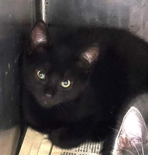 A baby small-sized female Domestic Short Hair cat named Lady for adoption in Chatsworth, CA
