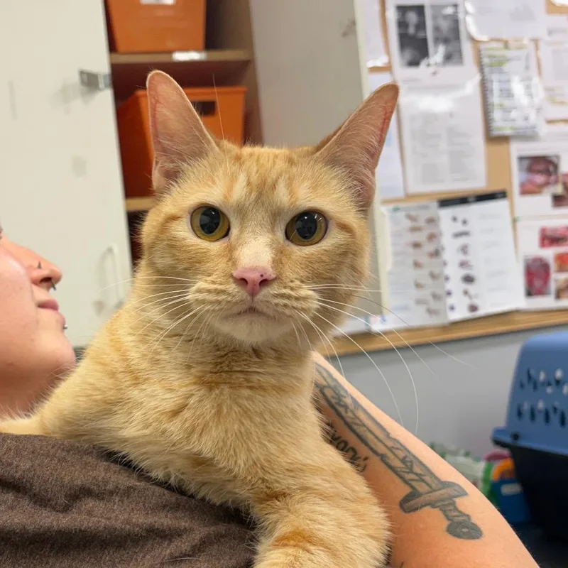 A young medium-sized female Orange / Red Domestic Short Hair cat named Saffron for adoption in Spokane, WA