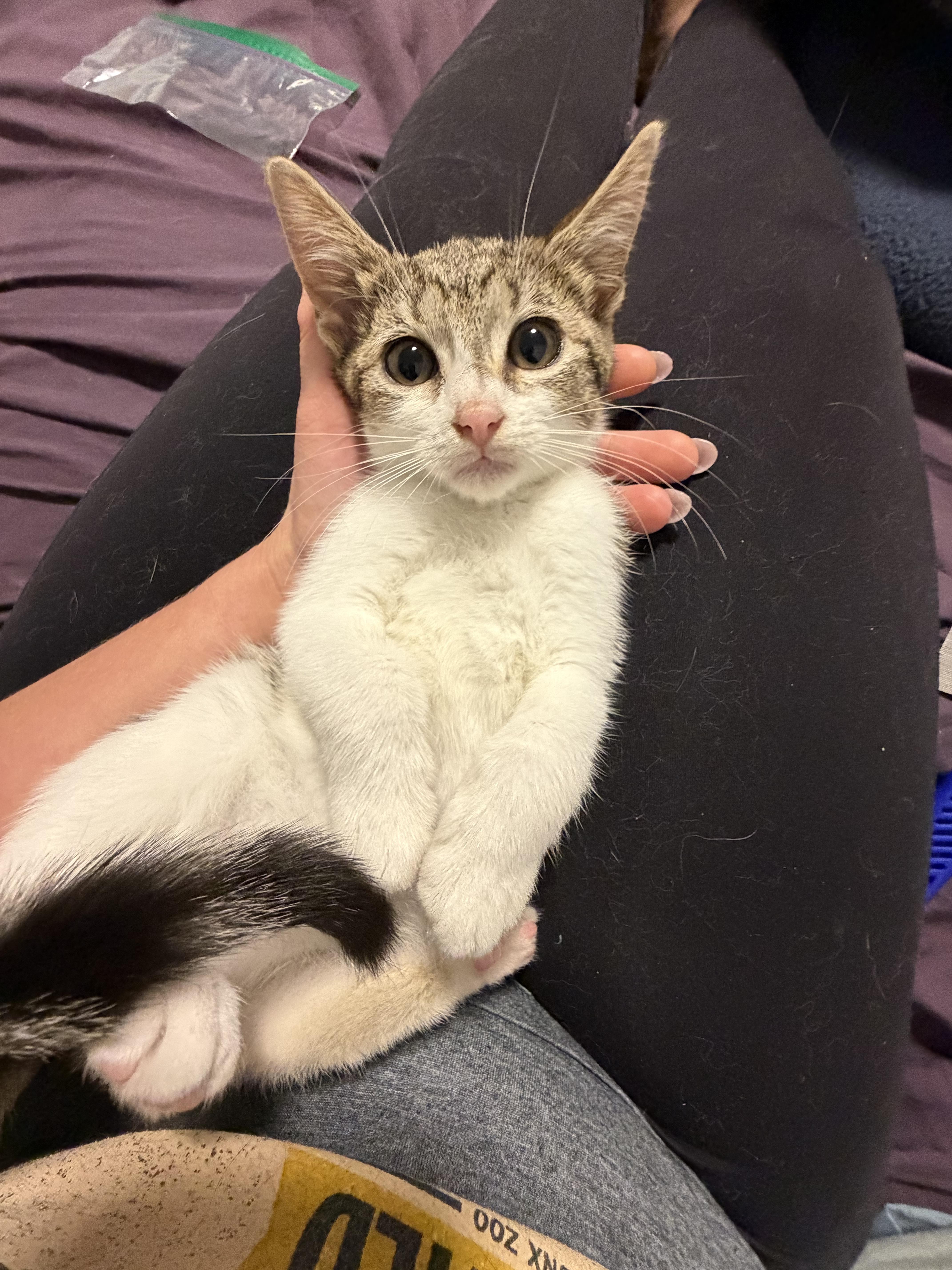 A baby small-sized female Tabby (Brown / Chocolate) Domestic Short Hair cat named Rosie for adoption in Bayonne, NJ