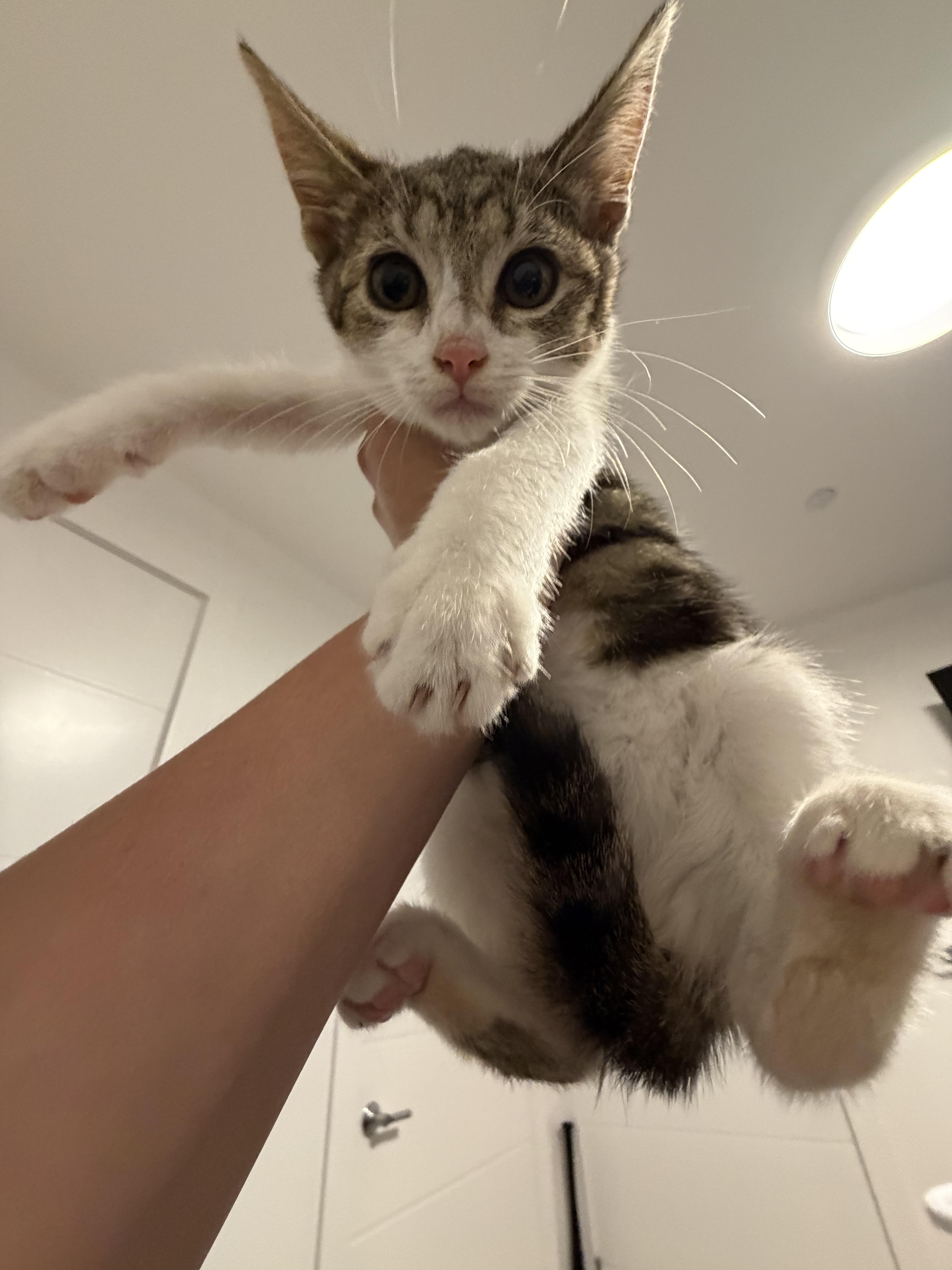 Rosie thumbnail 3