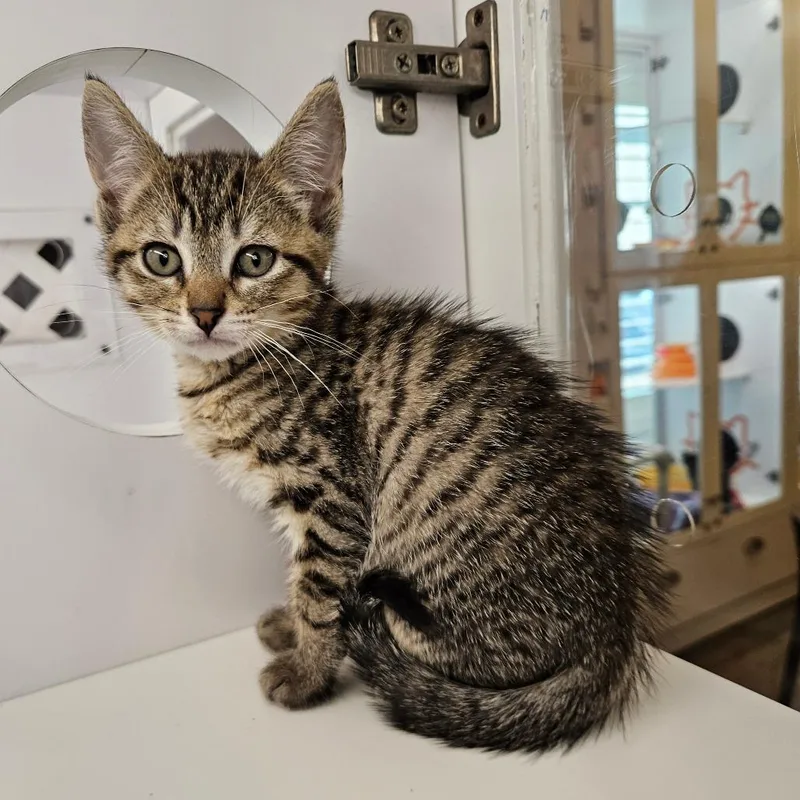 A baby small-sized female Domestic Short Hair cat named Tropical for adoption in Los Angeles, CA
