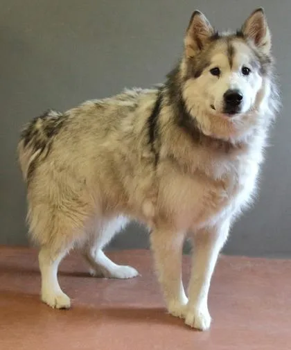 An adult extra large-sized male Gray / Blue / Silver Alaskan Malamute dog named Caleo for adoption in Rapid City, SD