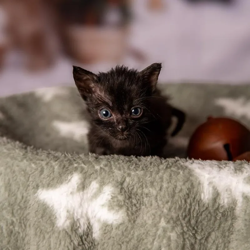 A baby small-sized male Black Domestic Short Hair cat named Zane for adoption in Fredericksburg, TX