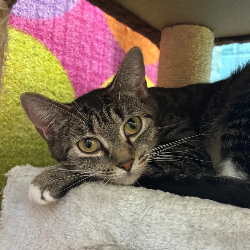 A young medium-sized female White Domestic Short Hair cat named Big Eyes for adoption in Springfield, MO