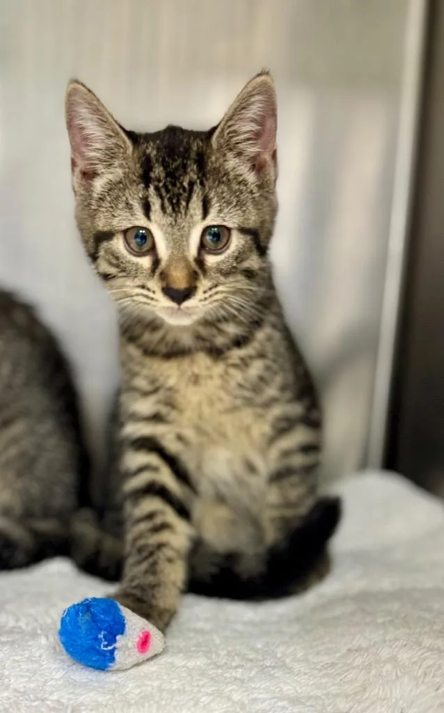 A baby medium-sized female Domestic Short Hair cat named Sage for adoption in Danielsville, GA