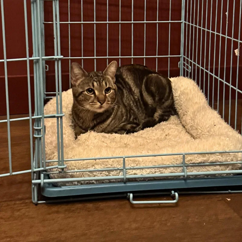 An adult medium-sized male Domestic Short Hair cat named Cat The Cat for adoption in Brooklyn, NY