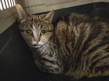 A young medium-sized female Domestic Short Hair cat named Celestite for adoption in Westland, MI
