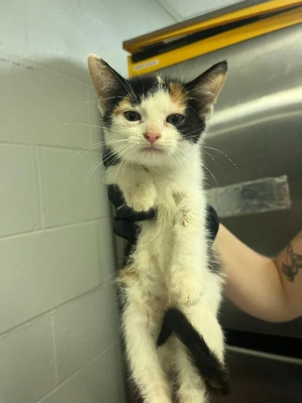 A young small-sized female Domestic Short Hair cat named Malm for adoption in Cincinnati, OH
