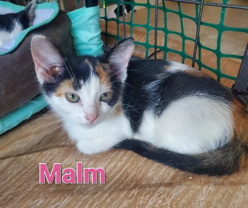 Malm thumbnail 2
