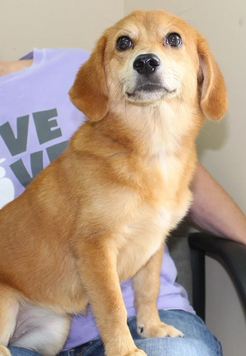 A young small-sized female Dachshund dog named Honey for adoption in Prattville, AL