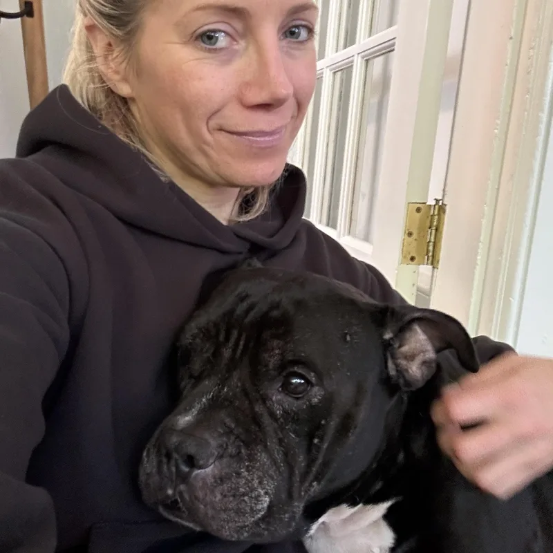 A senior large-sized male American Bully dog named Hank for adoption in Stamford, CT
