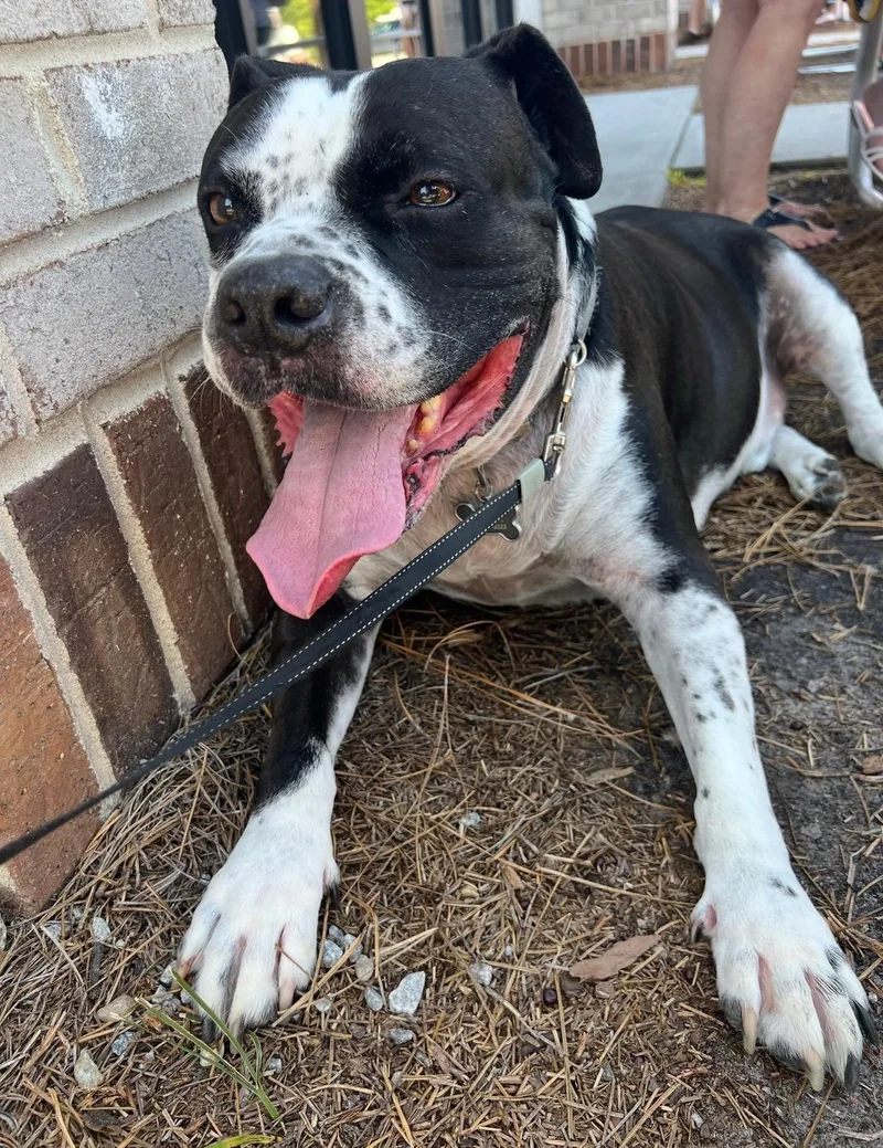 A senior large-sized male Black American Bulldog dog named Bowser for adoption in Hilton Head Island, SC