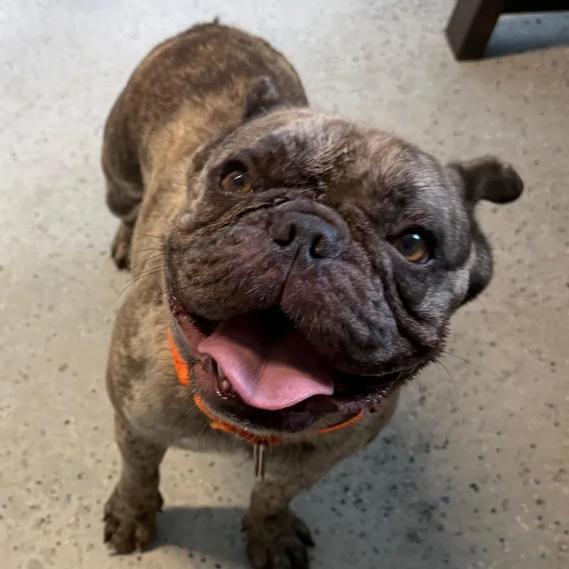 An adult small-sized male Gray / Blue / Silver French Bulldog dog named Frenchie for adoption in Blair, WI