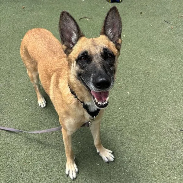 An adult large-sized female Shepherd dog named Andromeda for adoption in Oceanside, CA