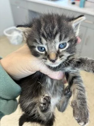 A baby small-sized male Domestic Short Hair cat named Garnet for adoption in Lafayette, IN