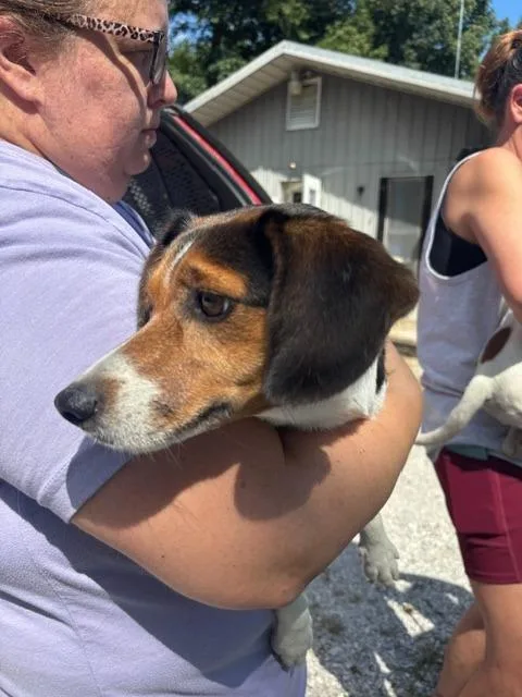 A young small-sized female Beagle dog named Birdie for adoption in Princeton, IN