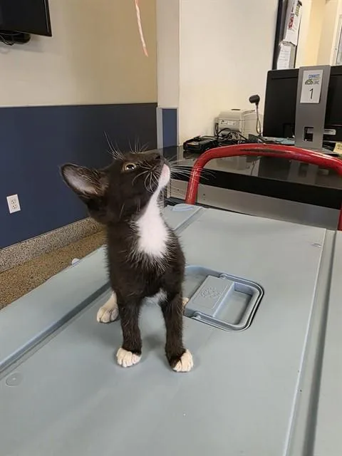 A baby small-sized male Domestic Short Hair cat named Habinaro for adoption in Miami, FL