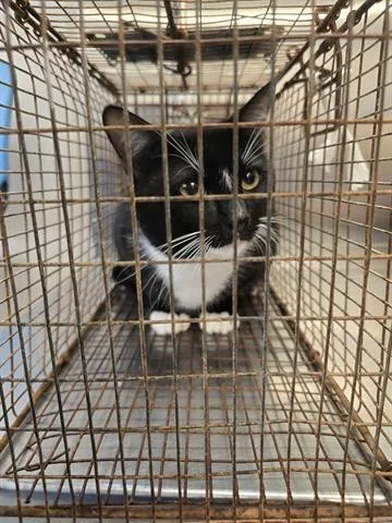 A young medium-sized male Domestic Short Hair cat named Felix for adoption in Houston, TX