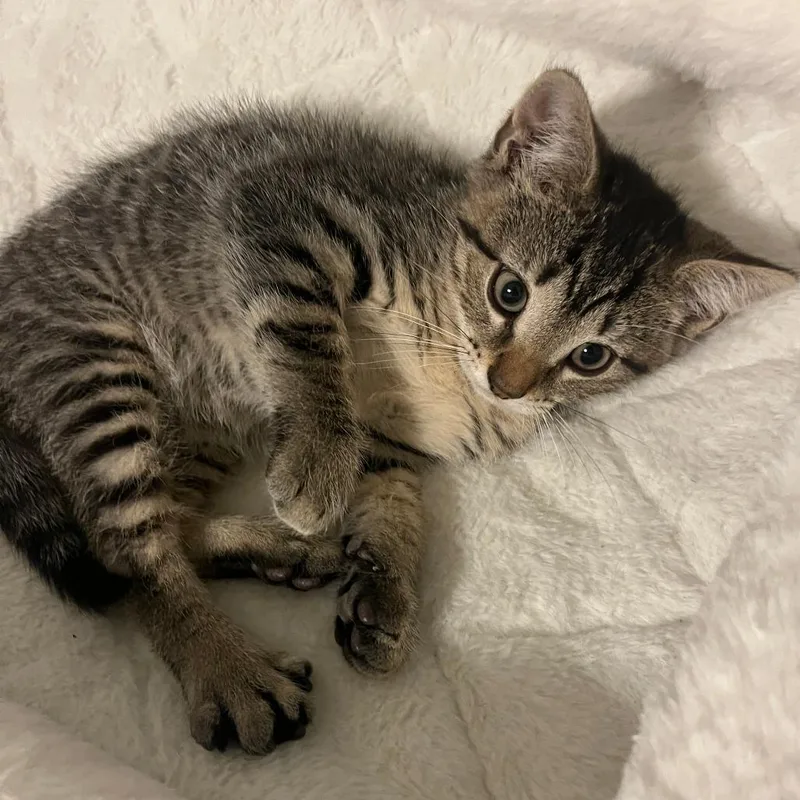 A baby small-sized male Brown / Chocolate Domestic Short Hair cat named Maxx for adoption in Wind Gap, PA