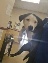 A baby large-sized male Great Pyrenees dog named Quincy for adoption in Morton Grove, IL