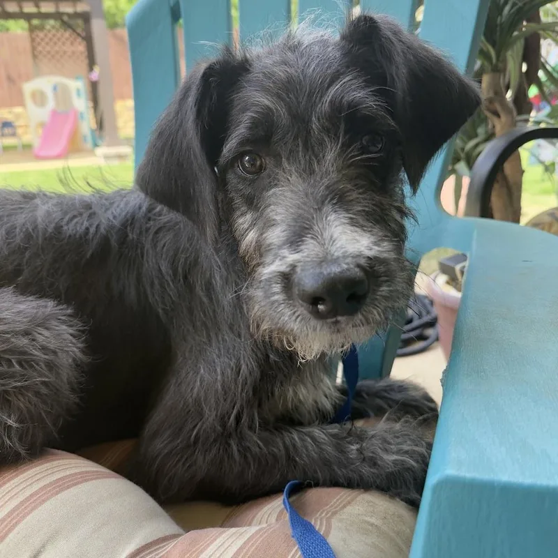 An adult medium-sized male Tricolor (Brown, Black, & White) Schnauzer dog named Beau for adoption in Dallas, TX