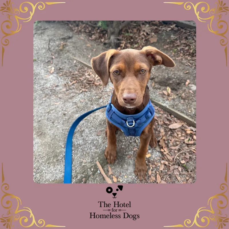 A baby medium-sized male Brown / Chocolate Labrador Retriever dog named Toffee for adoption in Cumberland, RI