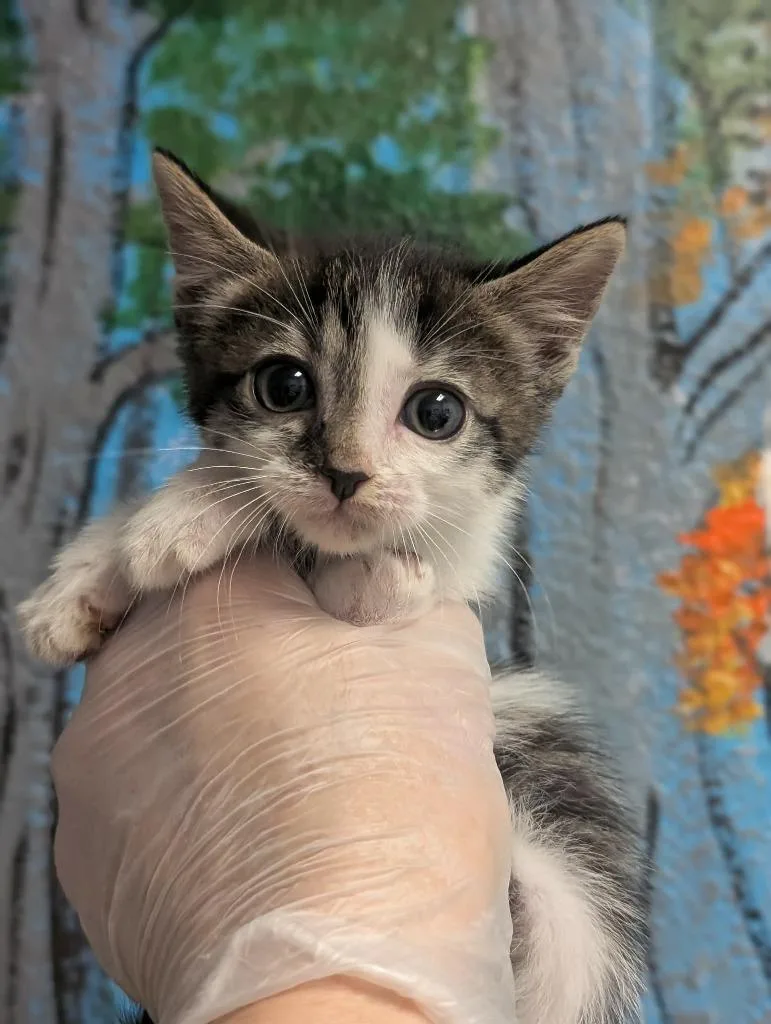 A baby small-sized male Domestic Short Hair cat named Mitochondria for adoption in New Braunfels, TX
