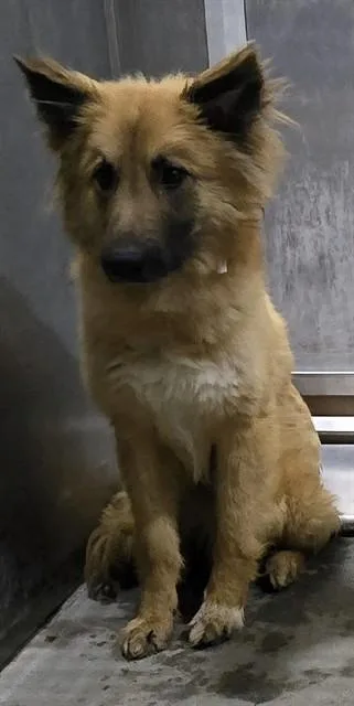 A young medium-sized male Labrador Retriever dog named Elvis for adoption in Lancaster, CA