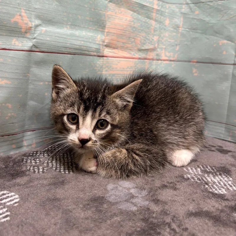 A baby small-sized male Brown / Chocolate Domestic Medium Hair cat named Tootles for adoption in Spokane, WA