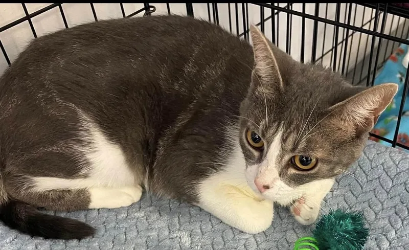 An adult medium-sized female Tabby (Gray / Blue / Silver) Domestic Short Hair cat named Kanga for adoption in Kalama, WA