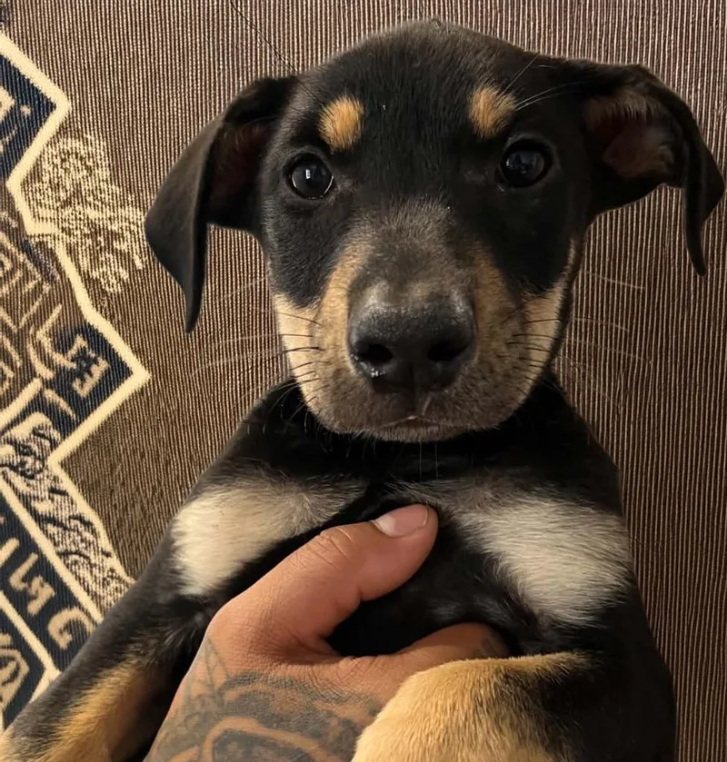 A baby small-sized female Terrier dog named Springroll for adoption in Lavonia, GA