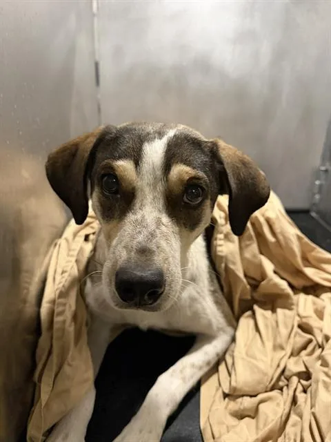 An adult medium-sized female Hound dog named Cynthia for adoption in San Antonio, TX