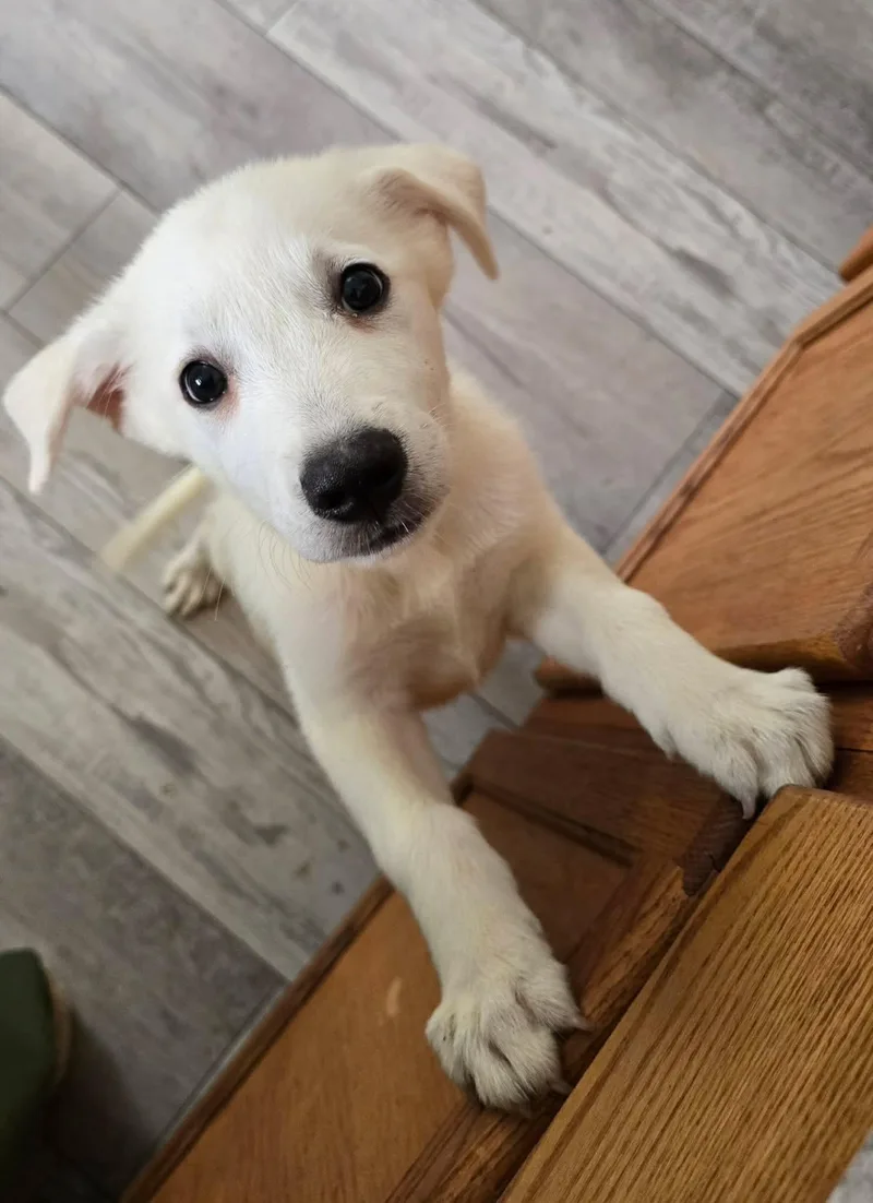 A young large-sized female White / Cream Mixed Breed dog named Cheyenne for adoption in Kenosha, WI