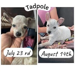 Tadpole thumbnail 2
