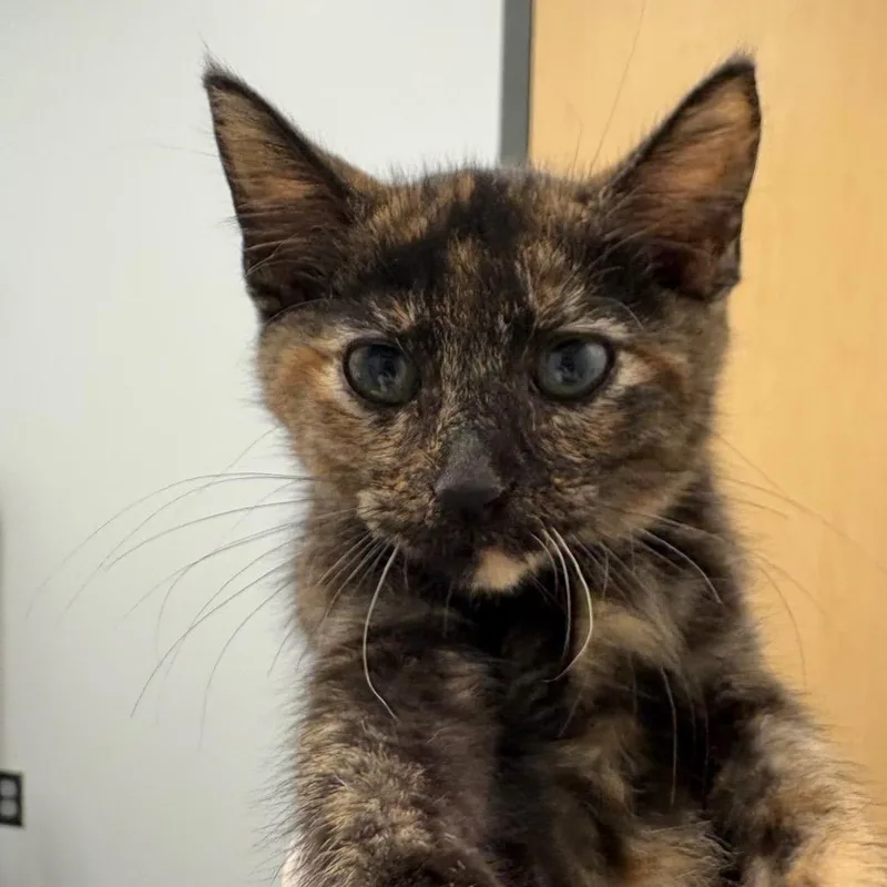A baby small-sized female Calico Domestic Short Hair cat named Mittens for adoption in Jacksonville, FL