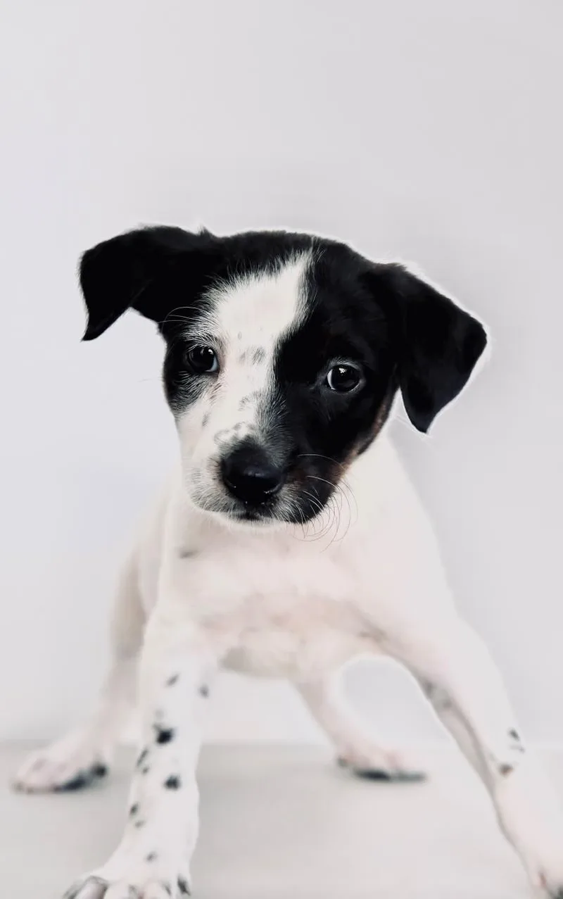 A baby medium-sized female Australian Cattle Dog / Blue Heeler dog named Apricot for adoption in San Diego, CA