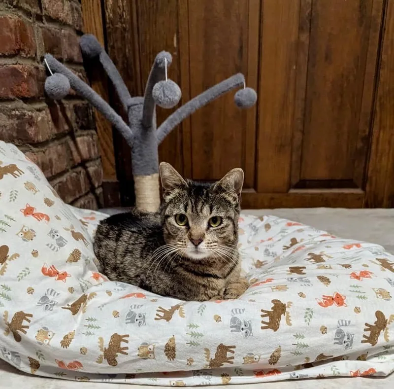 A young medium-sized female Domestic Short Hair cat named Mildred for adoption in Pomona, NY