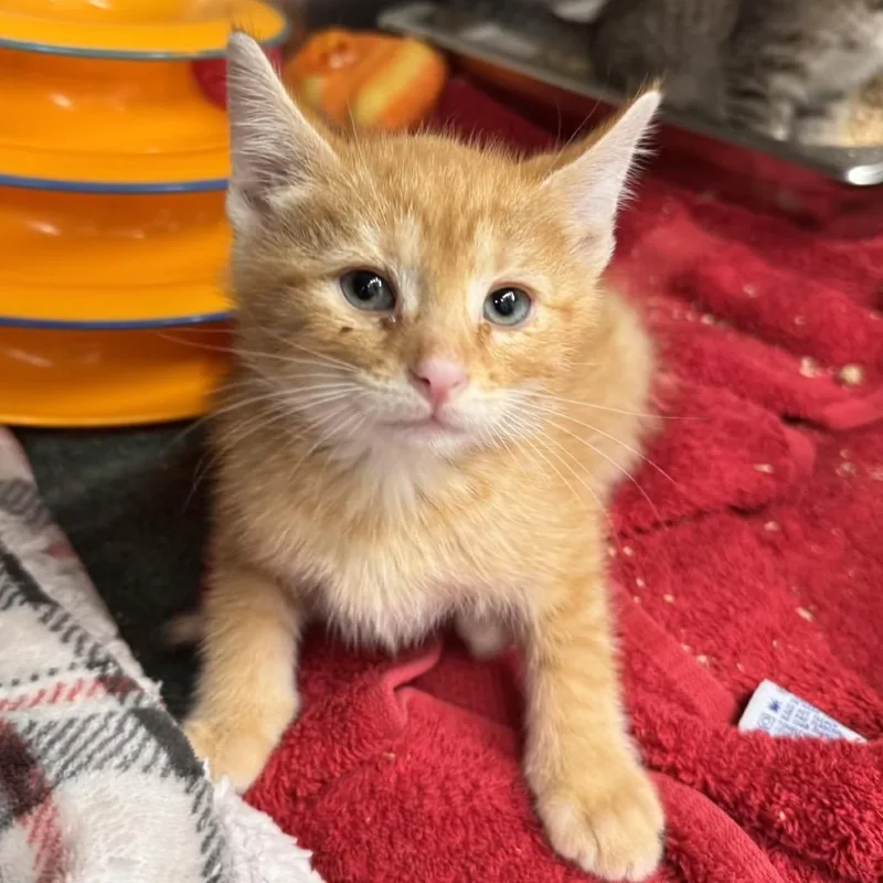 A baby small-sized male Orange / Red Domestic Short Hair cat named Nemo for adoption in Gloucester, VA