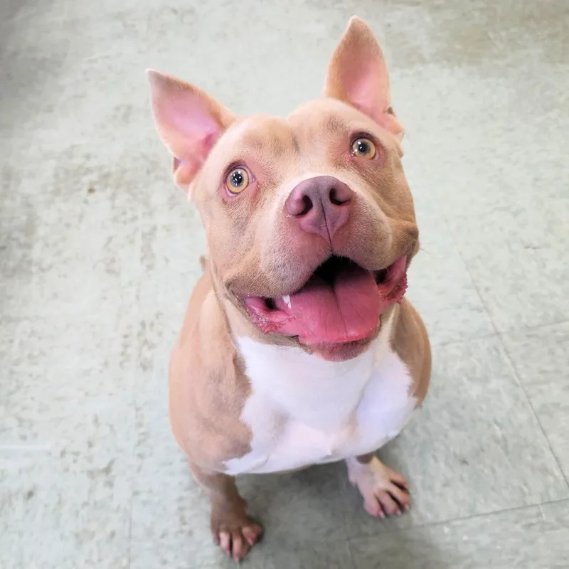 An adult medium-sized female Yellow / Tan / Blond / Fawn Pit Bull Terrier dog named Grace for adoption in Michigan City, IN